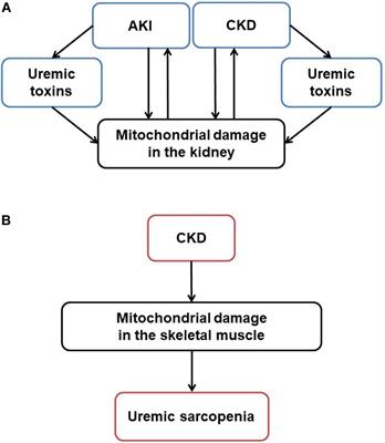 Mitochondrial Dysfunction in Kidney Disease and Uremic Sarcopenia